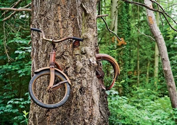 a99193_tree-growth_1-bicycle