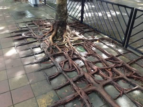 a99193_tree-growth_5-bridge