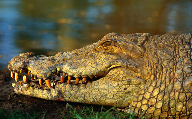 croc_3161089b