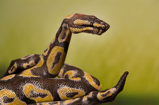 Guido-Daniele-handimals5-550x366