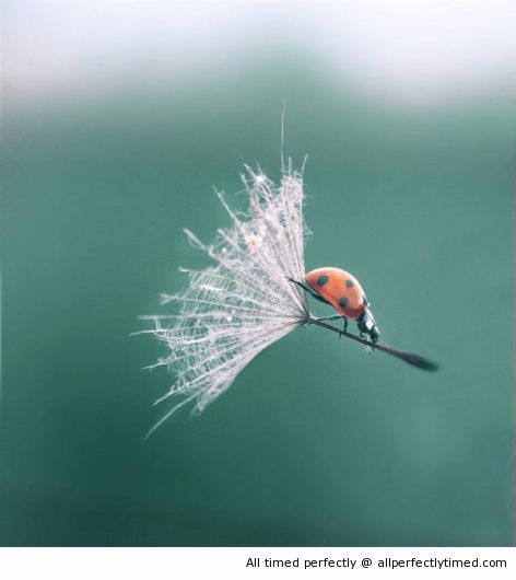 amazing-shot-resizecrop--