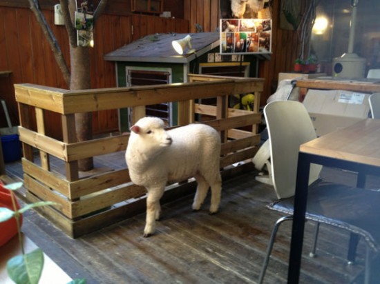 sheep-cafe-550x412