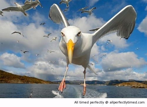 amazing-shot-resizecrop--