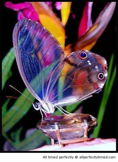 amazing-shot-resizecrop--