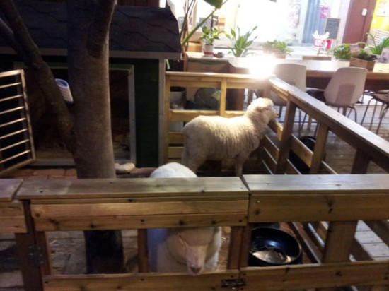 sheep-cafe3-550x412