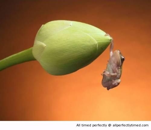 amazing-shot-resizecrop--