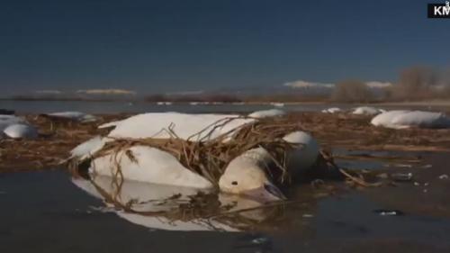 150318094103-orig-snow-geese-avian-cholera-idaho-00000000-tablet-large 150318094103-orig-snow-geese-avian-cholera-idaho-00000000-tablet-large