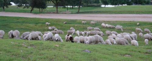 0be4526f3333deea9a203868b218adb8