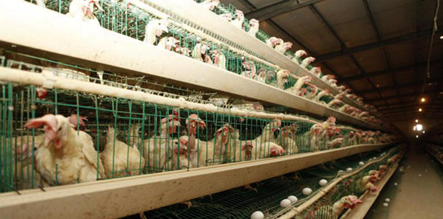 p19g35muns14lgo8j14m01888sv01