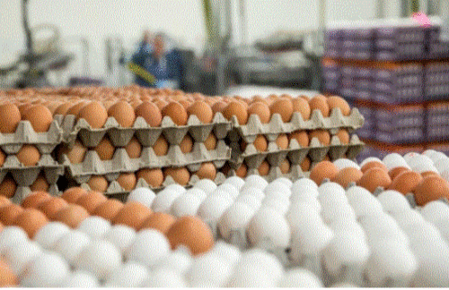 Өнгөрсөн онд өндөгний дотоодын хэрэгцээний 69 хувийг хангажээ