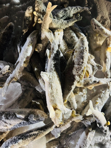 Богдын голын загас олноор  хорогджээ