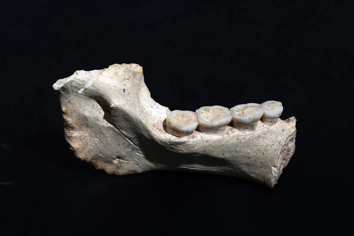 Өнгөрөгч оны “хөөрхөн” ба хуурамч мэдээллүүд