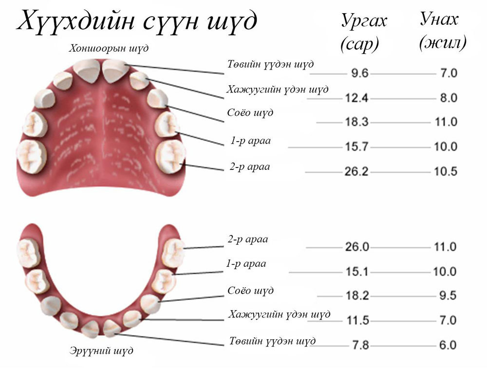 Сүүн шүд шүдлэх дараалал