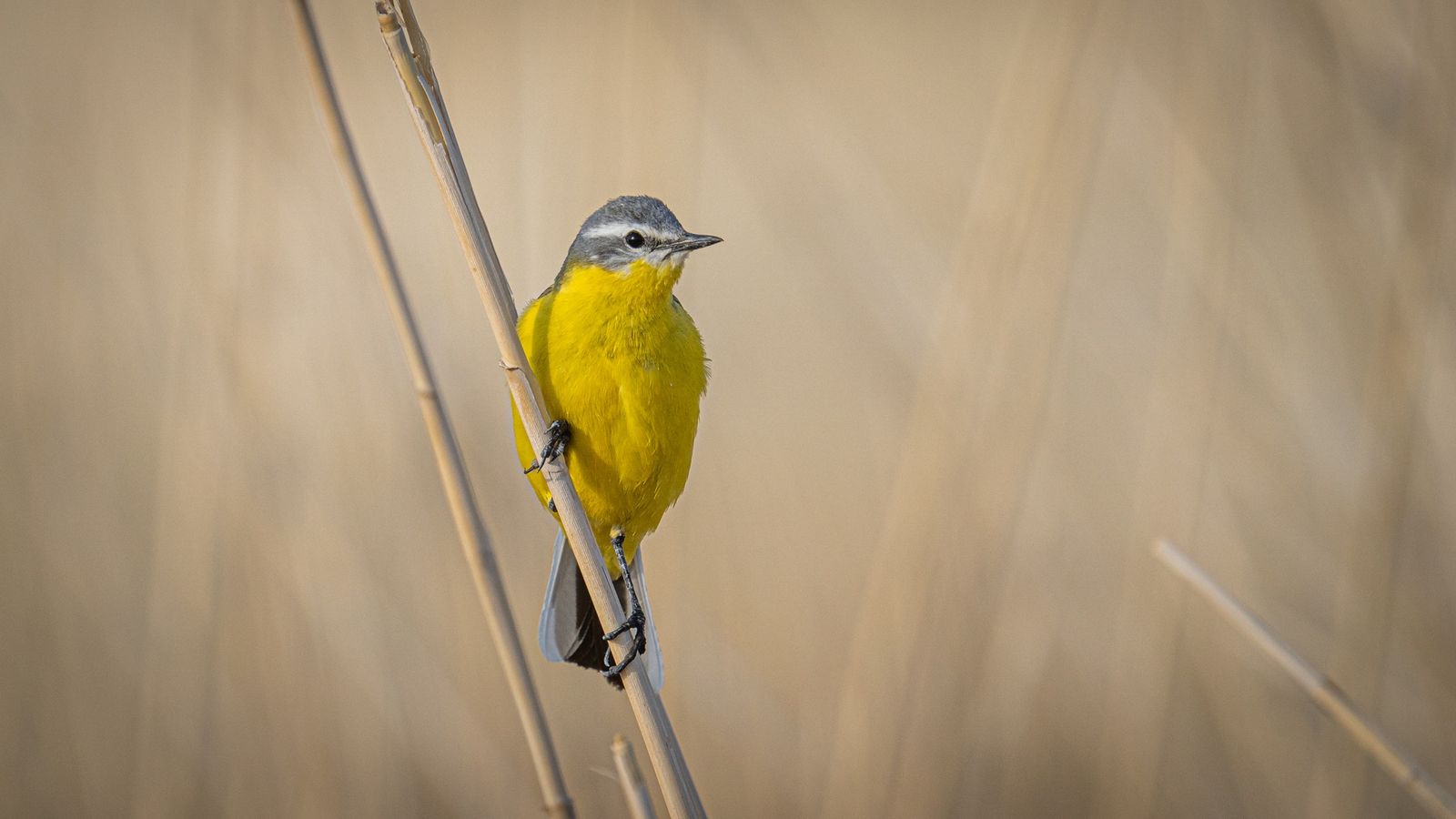 Rare birds registered in Gobi