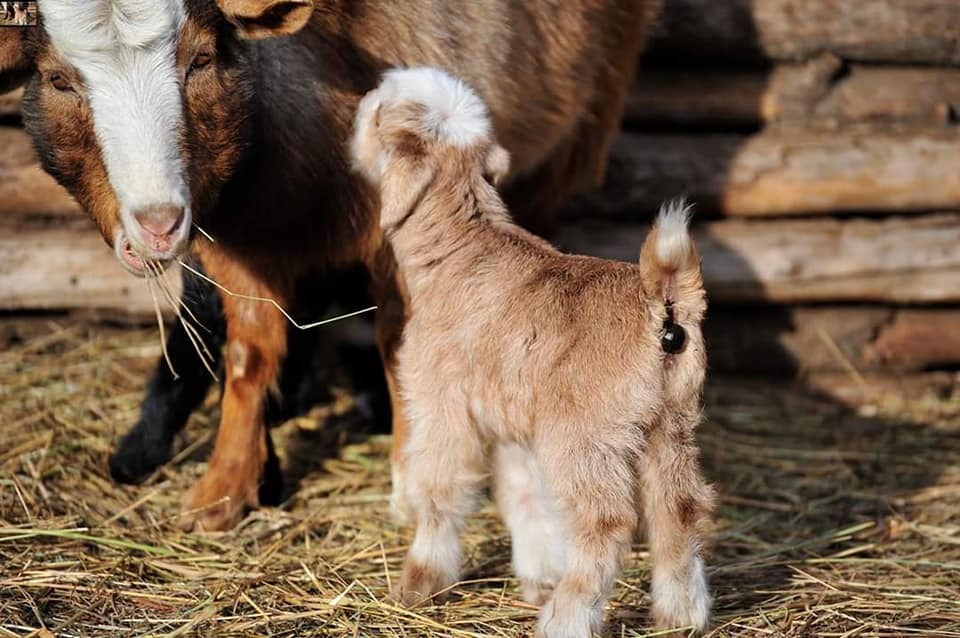 ‘Rich herder’ project to launch in Khentii Province