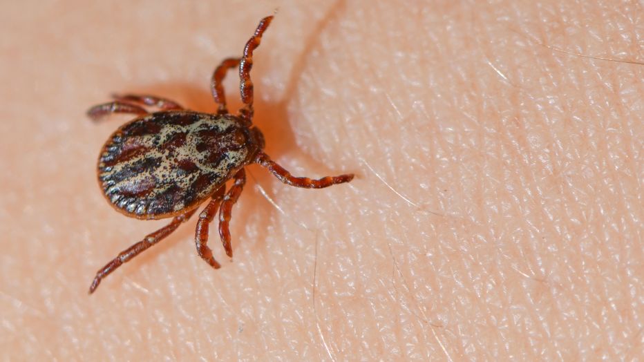 175 cases of tick-borne diseases confirmed as of July