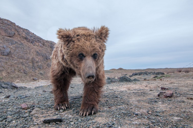 Is there a way to protect a Gobi bear?