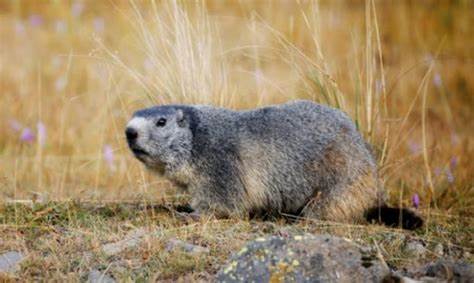 Suspected case of bubonic plague registered in Zavkhan Province