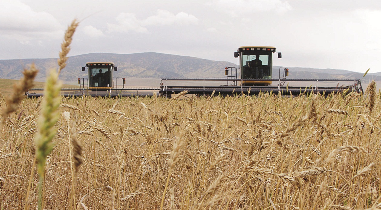 ‘Importing wheat was a good call’