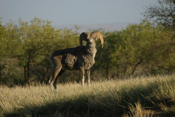 Examining the effectiveness of hunting quotas for rare animals