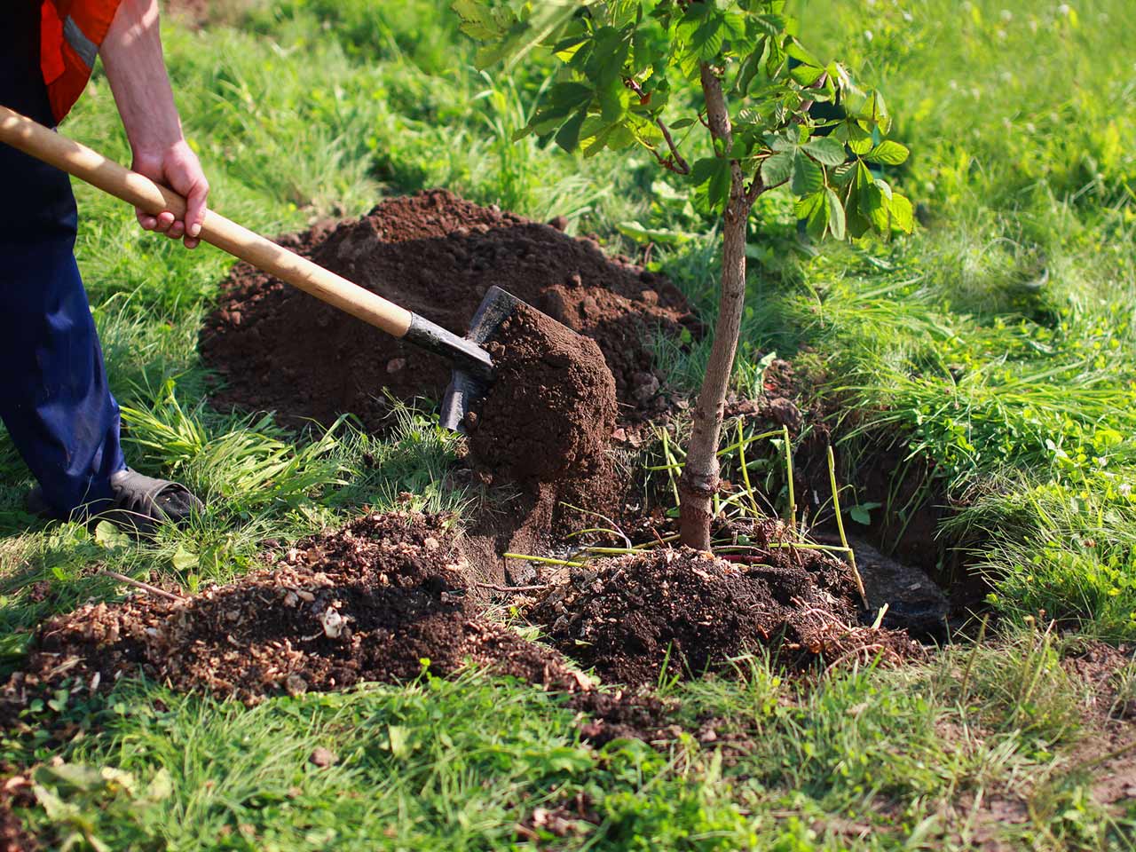 A forest can regrow if it is taken care of 