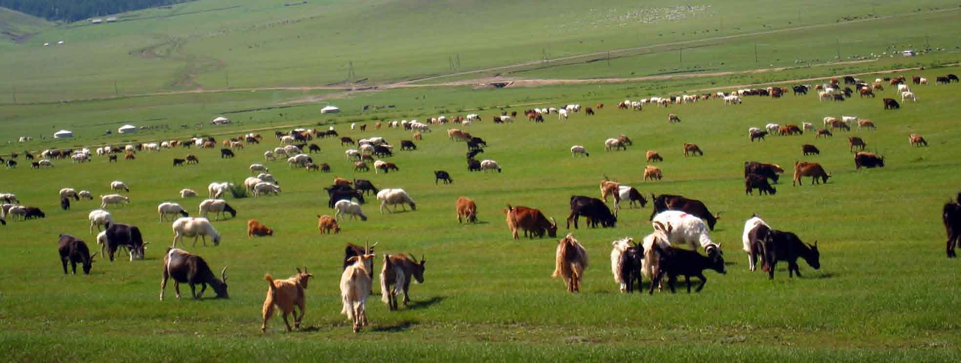 Almost 25,000 livestock exported