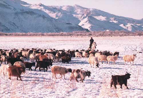 5,800 herders receive nearly 22 billion MNT in low interest loans