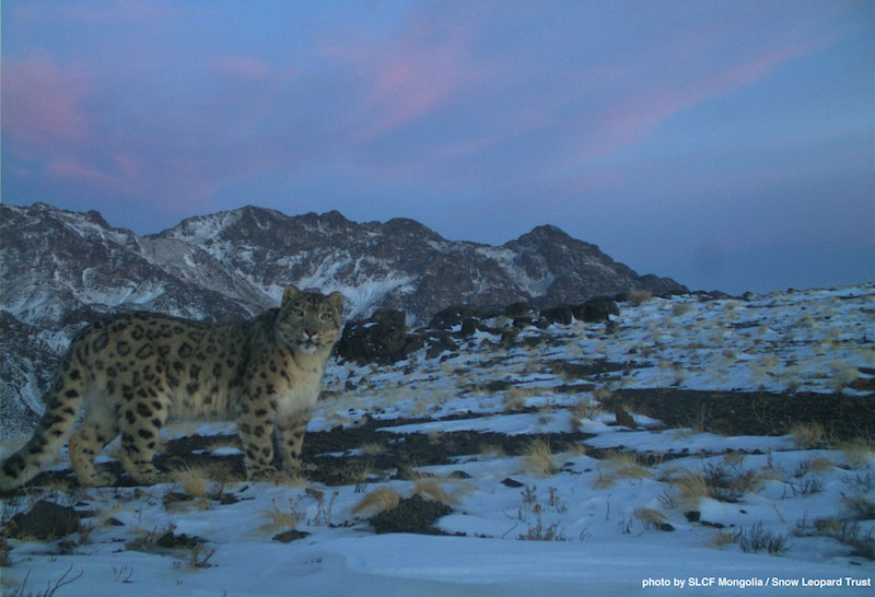 Snow leopard conservationist speaks about Tost Tosunbumba National Park