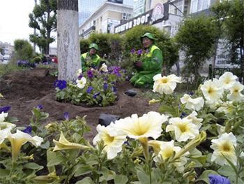 Ulaanbaatar becomes greener with 480,000 trees planted in 2016