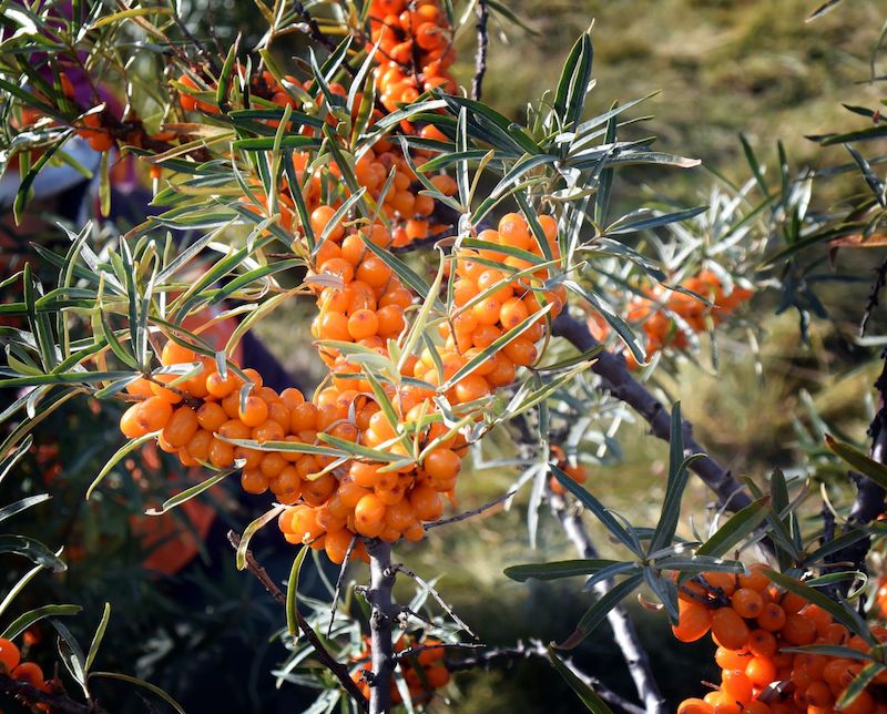 Mongolia to increase sea buckthorn export