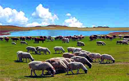 China and Mongolia look to strengthen agricultural collaboration