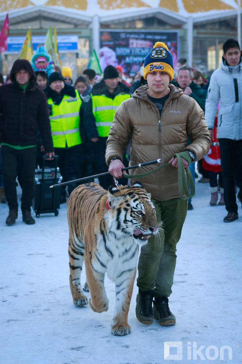 CIRCUS TIGER WALKS DOWN THE STREETS OF ULAANBAATAR