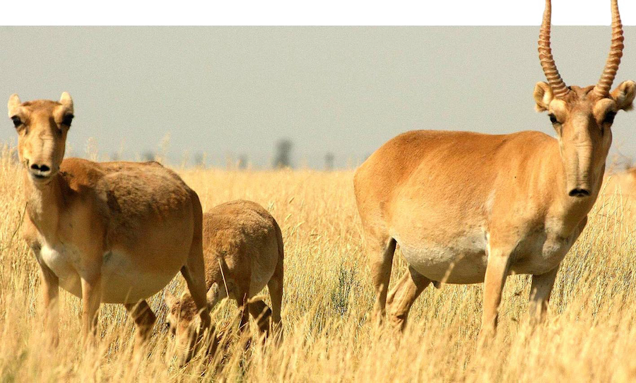 Saiga antelope death toll exceeds 700