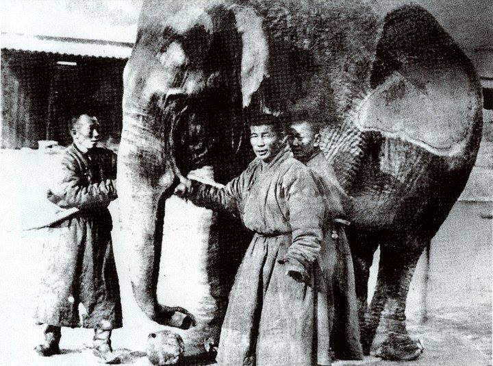 THE TALE OF MONGOLIA’S ONLY ELEPHANT