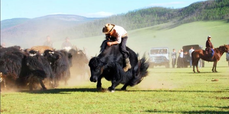 Yak Festival in Central Mongolia