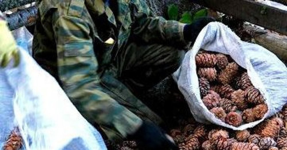 Самар бэлтгэх эрхийг иргэнд 10, байгууллагад 30 хүртэл хоногоор олгоно