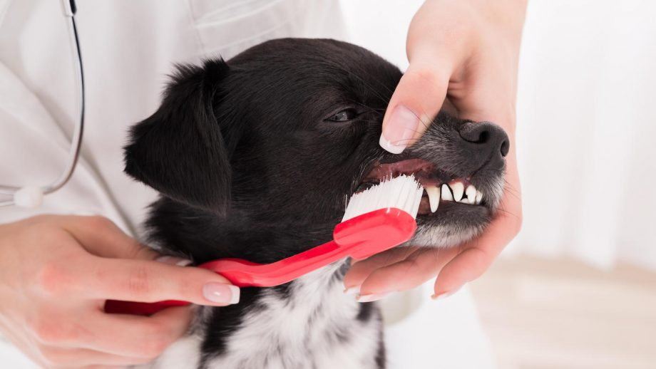 Гэрийн тэжээвэр амьтны шүдний өвчлөл