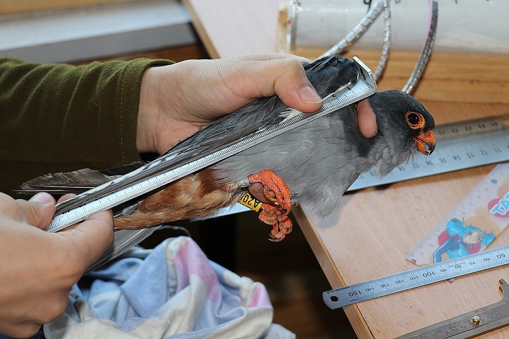 Mongolia's young bird ringing stations