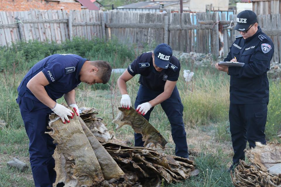 ЦЕГ өнгөрсөн онд 364  тарвага хурааж авчээ