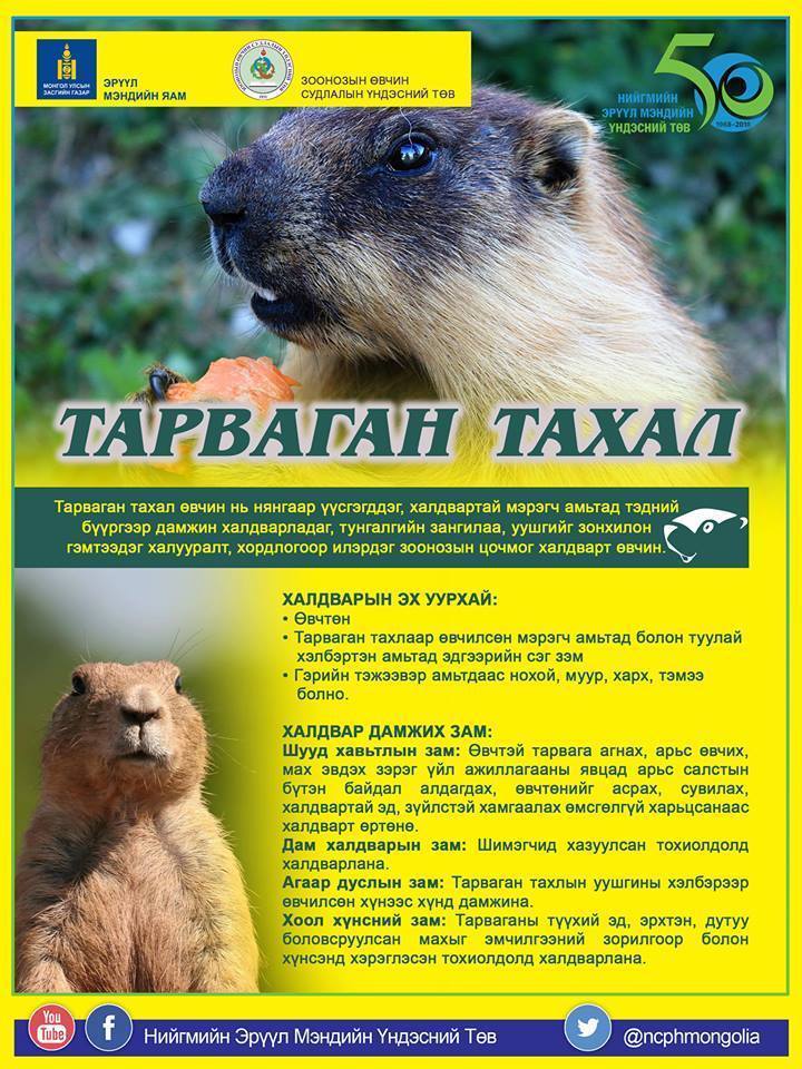 Нийслэл рүү тарваганы мах оруулж ирэх зөрчил нэмэгджээ