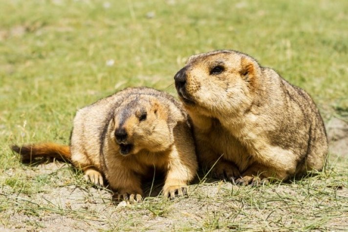 “Тарваган тахал “Ковид-19”-өөс ч аюултай”