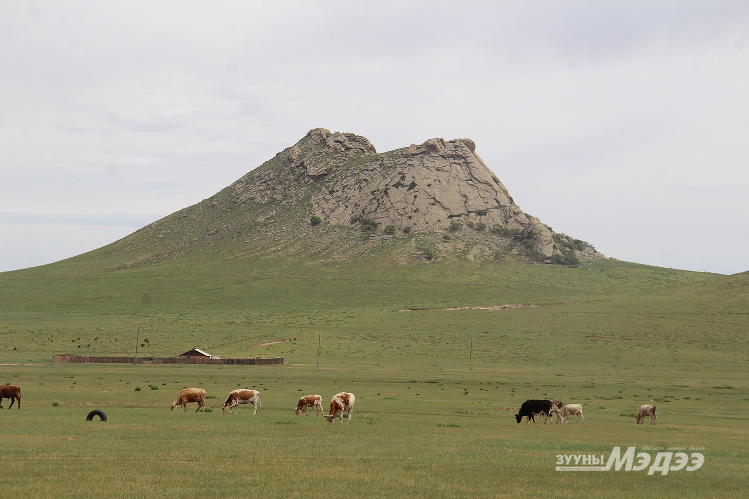 Долоон аймгийн 41 суманд зуншлага муу байна