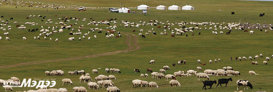 Фото: Цэнхэр хангай нутгаар
