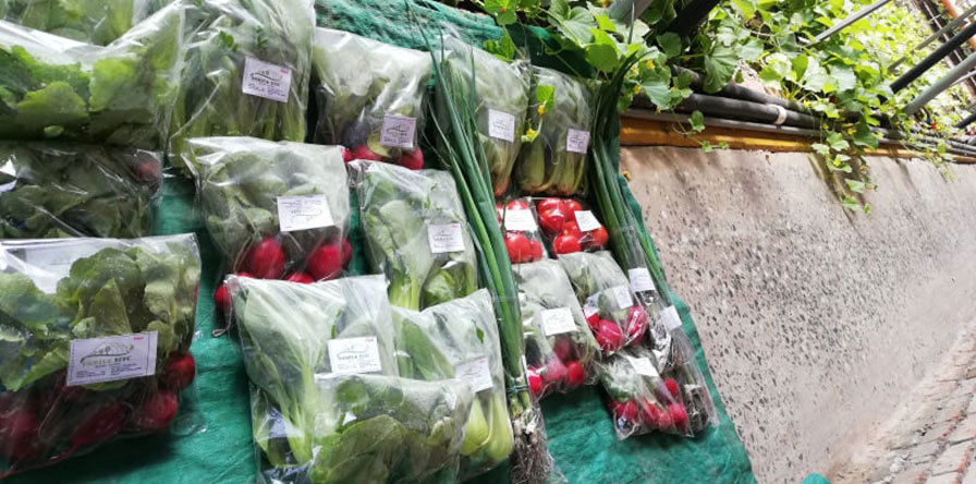 Жилийн дөрвөн улиралд шинэхэн ногоог хэрэглэгчдэд хүргэж байна