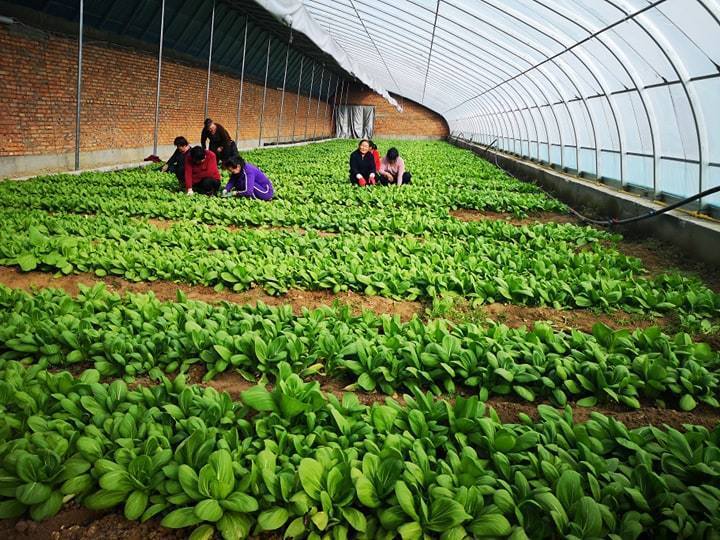 “Нарийн ногоогоо 100 хувь дотоодоосоо хангах боломж бидэнд бий”