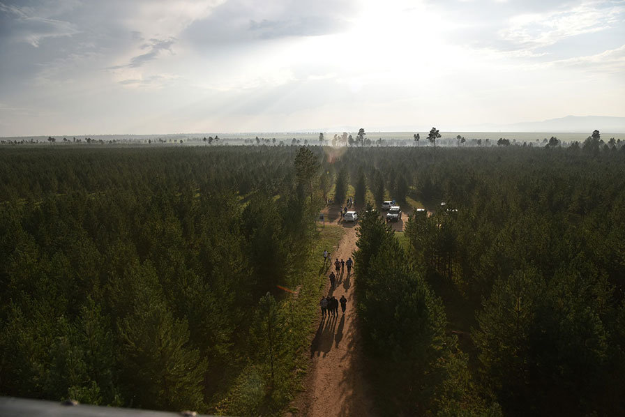 Домог, түүхийн өлгий тужийн нарс