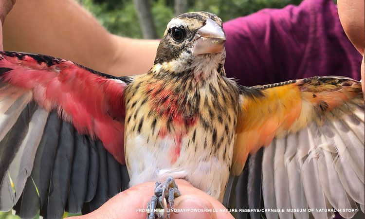 Нэг сая жилд нэг тохиолдох биеийн тал нь эр, тал нь эм шувуу