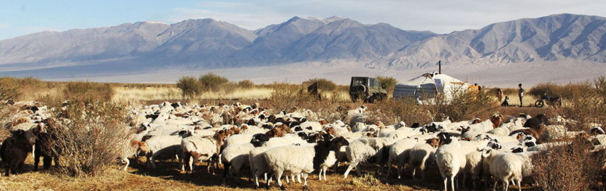 Малын хөлийн татварыг чөлөөллөө