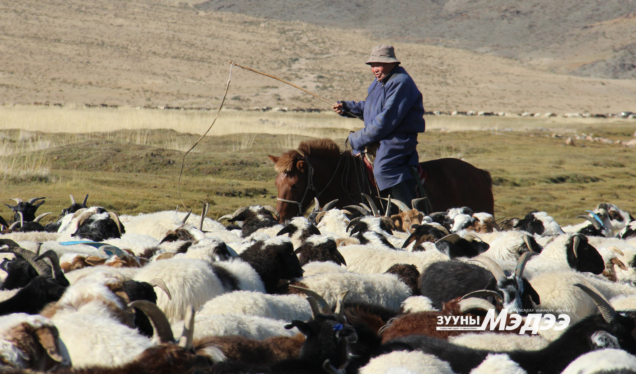 Нэг малчинд ноогдох ажлын ачаалал зургаа дахин нэмэгджээ