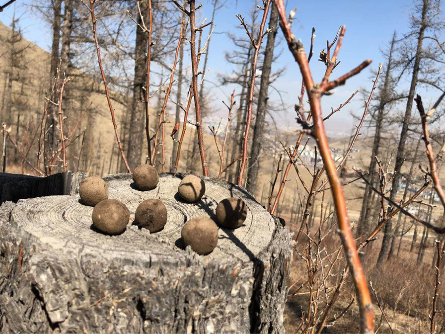 Монгол залуус мод тарих үрт бөмбөлгийн технологийг боловсруулжээ